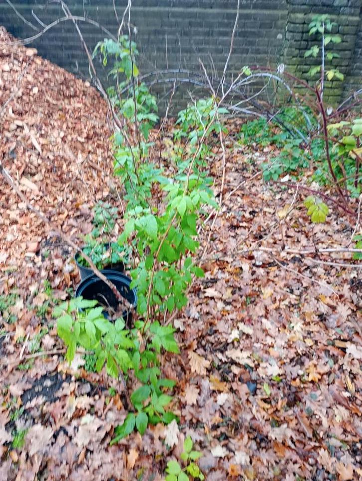 Frambozenstruik, Tuin en Terras, Planten | Bomen, Overige soorten, 100 tot 250 cm, Volle zon, In pot, Ophalen of Verzenden