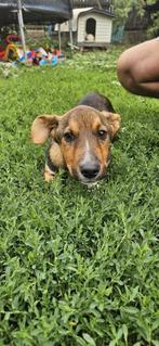 Schattig klein reutje voor adoptie!, Rabiës (hondsdolheid), 15 weken tot 1 jaar, Buitenland, Eén hond