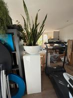 Wit hoogglans plantenzuil sanseveria, Huis en Inrichting, Woonaccessoires | Zuilen en Pilaren, Ophalen, Zo goed als nieuw