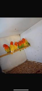 Fischeri opaline split lutino broedrijp 2025, Meerdere dieren, Dwergpapegaai of Agapornis, Geringd