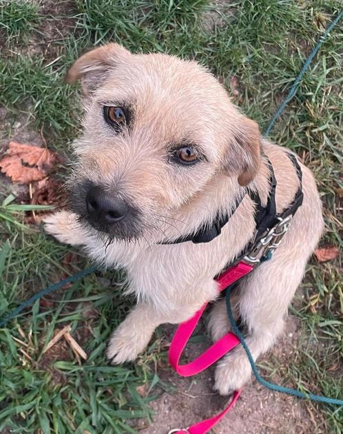 Norah is in Nederland, Dieren en Toebehoren, Honden | Niet-rashonden, Klein, Teef, Particulier, Eén hond, Buitenland, 1 tot 2 jaar