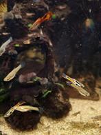 Mooie gezonde endler/guppen, Ophalen, Plant(en), Steen of Hout