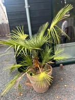 Mooie palm in pot, Volle zon, Vaste plant, Bloeit niet, Ophalen