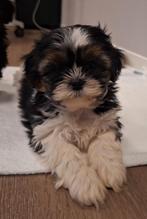 Shih tzu pups 1 reutje foto 1 2 3 pup 4mama, Dieren en Toebehoren, Honden | Chihuahua's en Gezelschapshonden, 8 tot 15 weken, Meerdere