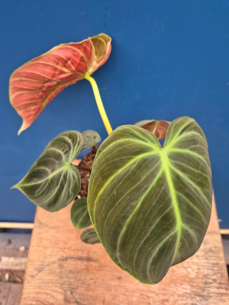 Philodendron El Choco Red p12, Huis en Inrichting, Kamerplanten, Ophalen of Verzenden, Halfschaduw, Minder dan 100 cm