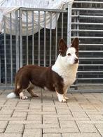 Welsh corgi cardigan dekreu, Parvo, Reu, Eén hond, 3 tot 5 jaar