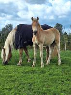 Groot lief knap haflinger hengstveulen, Dieren en Toebehoren, Hengst, Niet van toepassing, Gechipt, 0 tot 2 jaar