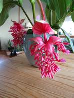 Kamerplant Medinilla Flamenco roze, Ophalen, Overige soorten, Halfschaduw, In pot