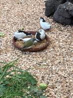 Te Koop gevraagd chinees kwartel Hen, Dieren en Toebehoren, Pluimvee, Vrouwelijk, Overige soorten