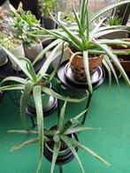 Aloe vera, Ophalen, Overige soorten, Minder dan 100 cm