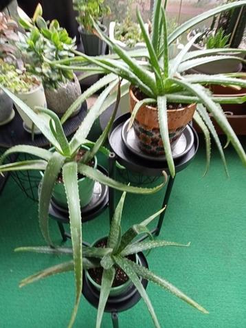 Aloe vera beschikbaar voor biedingen