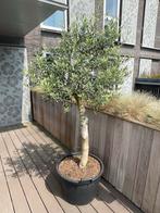 Olijfboom in pot - 190 cm hoog, Tuin en Terras, Planten | Bomen, 100 tot 250 cm, Olijfboom, Ophalen, Volle zon