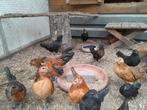 Kuikens antwerpse baardkriel., Dieren en Toebehoren, Pluimvee, Meerdere dieren, Kip