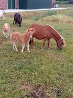 Te koop stamboek pony's met veulens+ palomino dekhengstje, Dieren en Toebehoren, Pony's, Merrie, 0 tot 2 jaar, A pony (tot 1.17m)