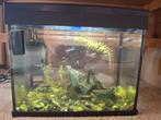 GRATIS op te halen | Aquarium met heel veel guppies, Ophalen, Zo goed als nieuw