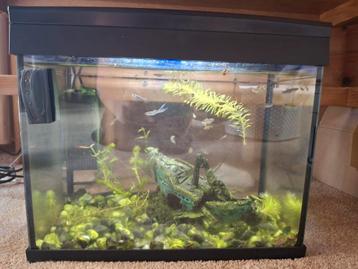 GRATIS op te halen | Aquarium met heel veel guppies beschikbaar voor biedingen