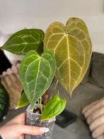 Anthurium Kos HU x Red Spider, Huis en Inrichting, Kamerplanten, Verzenden, Overige soorten, Minder dan 100 cm