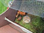 Sabelpoot kriel 3 kip 1 haan, Dieren en Toebehoren, Ophalen of Verzenden, Zo goed als nieuw