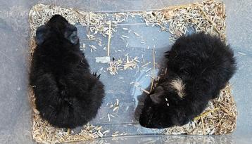 Caviabeertjes geboren 5 augustus beschikbaar voor biedingen