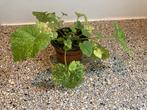Kindje op moeders schoot / Tolmiea, Huis en Inrichting, Kamerplanten, Ophalen, Overige soorten, Minder dan 100 cm