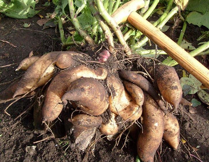 Biologische yacon / appelwortel, Tuin en Terras, Planten | Tuinplanten, Eenjarig, Groenteplanten, Volle zon, Ophalen of Verzenden