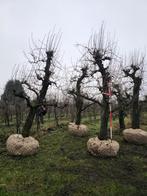 Doyenné du Comice peer +-60 jaar oud, Ophalen, Perenboom, 250 tot 400 cm, Halfschaduw