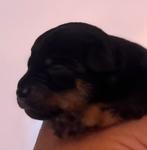 Carlin Pinscher pups, Dieren en Toebehoren, CDV (hondenziekte), 8 tot 15 weken, Meerdere, Meerdere dieren