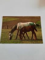 paar paarden kaart Poppverlag, Ophalen, 1980 tot heden, Ongelopen, Paard