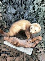 Taxidermie opgezette Bunzing, Ophalen of Verzenden, Gebruikt, Vogel, Opgezet dier