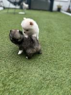 3 pomeriaan teefjes met, Dieren en Toebehoren, Ophalen of Verzenden, Hond