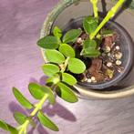 hoya cummingiana, Huis en Inrichting, Kamerplanten, Ophalen of Verzenden, Overige soorten, Minder dan 100 cm