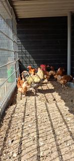 10 kippen en een haan, Dieren en Toebehoren