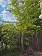 Ginkgo Biloba - Japanse Notenboom, Tuin en Terras, Ophalen, Overige soorten