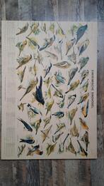 Wandplaat inheemse vogels, Dieren en Toebehoren, Vogels | Overige Vogels, Meerdere dieren