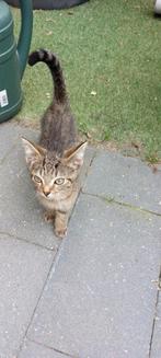 Katertje kitten, Dieren en Toebehoren, Katten en Kittens | Overige Katten, Kater