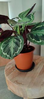 Calathea medallion, Ophalen, Overige soorten, Halfschaduw, In pot