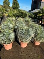 Yucca rostrata (9 stuks), Tuin en Terras, Ophalen, Overige soorten, Volle zon