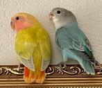 Lieve Jonge Agapornis Dwergpapegaai Diverse Kleuren Hand Tam, Meerdere dieren, Dwergpapegaai of Agapornis, Tam
