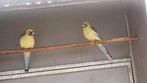 Gevraagd strogele rosella pop, Dieren en Toebehoren, Vrouwelijk, Parkiet