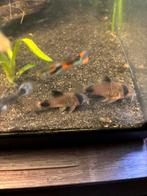 2x panda corydora, Dieren en Toebehoren, Vissen | Aquariumvissen, Vis, Zoetwatervis