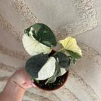 Alocasia melo variegata, Ophalen of Verzenden, Halfschaduw, Minder dan 100 cm