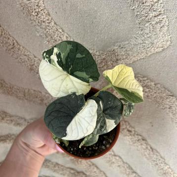 Alocasia melo variegata beschikbaar voor biedingen