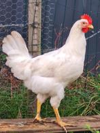 Haantje Jersey Giant 75% x Leghorn 25%, Dieren en Toebehoren, Pluimvee, Mannelijk, Kip