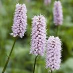 Persicaria Roze - Duizendknoop, Ophalen of Verzenden