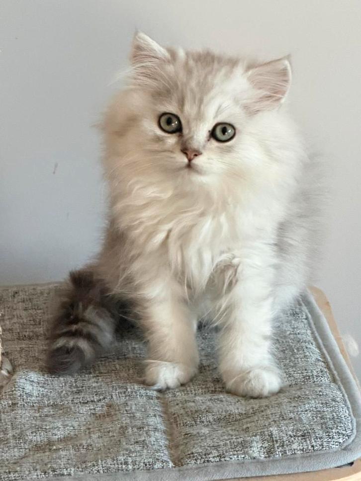 Perzisch shaded silver poesje, Dieren en Toebehoren, Katten en Kittens | Raskatten | Langhaar, Poes, 0 tot 2 jaar, Met stamboom
