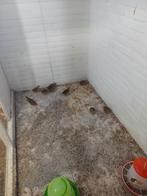 Europese kwartels, Meerdere dieren