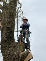 Boom snoeien of kappen? Boomstronk verwijderen?, Diensten en Vakmensen, Tuinmannen en Stratenmakers