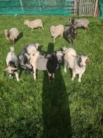 Te koop twee bokjes zonder hoorns en een geitje met hoorns, Dieren en Toebehoren, Mannelijk, Geit