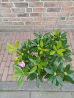 Rhododendron tuin-hybriden, Ophalen, Overige soorten, Volle zon