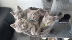 Britse korthaar kittens 3 meisjes 1 jongetje met stamboom, Dieren en Toebehoren, Meerdere dieren, Met stamboom